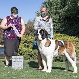 Saint Bernard All Grown Up from Kelly Hawtrey's Saint Bernards
