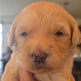 Chanel - Cream female Goldendoodle puppy in Red Oak, Iowa from Fisher Pups-Stay Golden with a Doodle