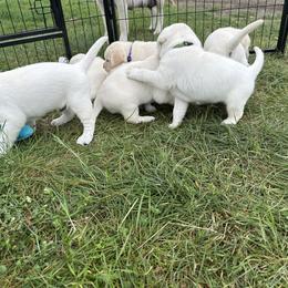 Labrador Retriever Puppies from Faithful Labs
