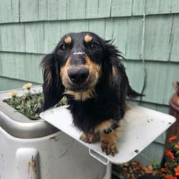 Khalua - Dachshund