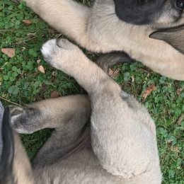 White Boy - Anatolian Shepherd Dog puppy in Berkeley County, West Virginia from Reich Anatolians and Friends