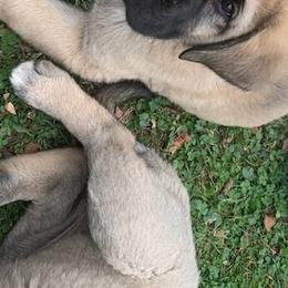 White Boy - Anatolian Shepherd Dog puppy in Berkeley County, West Virginia from Reich Anatolians and Friends