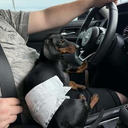 Dachshund All Grown Up from BJGM Dachshunds