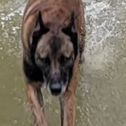 Belgian Malinois, Dutch Shepherds, and Working Dog Crosses from Wendy's Belgians and Dutch Shepherds
