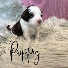 Bernedoodle and Poodle Puppies from Salty Standards