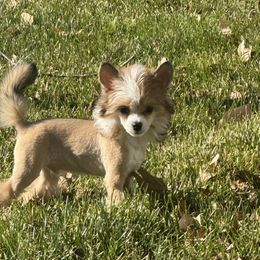 Cordoux - Black white and tan male Chinese Crested puppy in Crook, Colorado from Colorado Cresteds