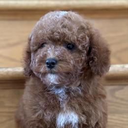 August - Red  male Poodle puppy in Sauk Village, Illinois from Midwest Timberland Pups
