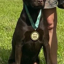 Labrador Retrievers from Rising Creek Kennels, LLC