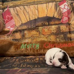 Akc - Piebald female Dachshund puppy in Erie, Michigan from Champagne’s Grinch Toe’d Dachshunds