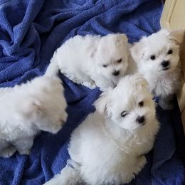 Collin Maltese breeder of Maltese