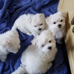 Collin Maltese breeder of Maltese