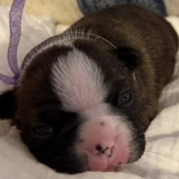Boston Terriers from Lakeview Bostons