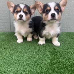 Pembroke Welsh Corgi Puppies from Chases Dream Kennel