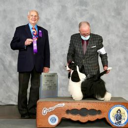 Molla - Cocker Spaniel