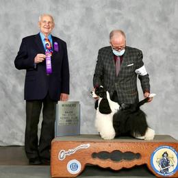 Molla - Cocker Spaniel
