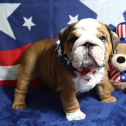 Bulldog Puppies from Lake Valley Bulldogs