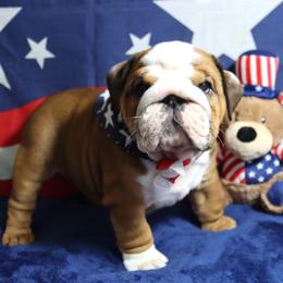 Bulldog Puppies from Lake Valley Bulldogs