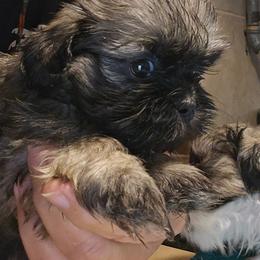 Little boy Akc new video 1lb 12 oz at 6 weeks - Brindle male Shih Tzu puppy in Missouri from Anna's Babies in the Midwest
