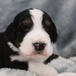 Bernedoodle Puppies from CBKB Bernedoodle’s