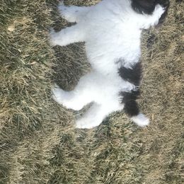 Poodle Puppies from 406 Poodles