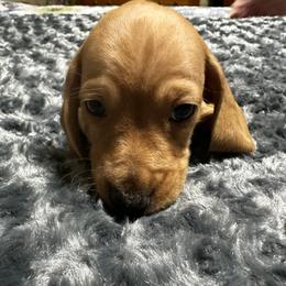 Boy 1 Bentley - Red male Dachshund puppy in Oscoda, Michigan from Northland Dachshunds
