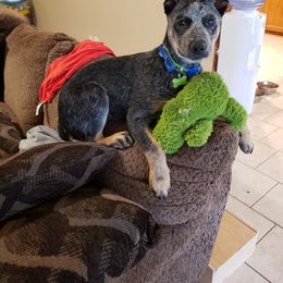 Australian Cattle Dog Puppies from LoveAHeeler