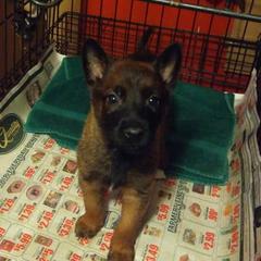 Belgian Malinois and Dutch Shepherds from Sublime Valor K9
