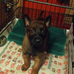 Belgian Malinois and Dutch Shepherds from Sublime Valor K9
