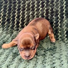 Uno - Blue and gold male Yorkshire Terrier puppy in Pryor, Oklahoma from DK’s Littles & Co