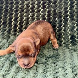 Uno - Blue and gold male Yorkshire Terrier puppy in Pryor, Oklahoma from DK’s Littles & Co