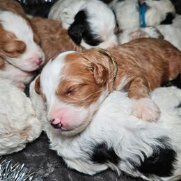 Mint - Red male Bernedoodle puppy in Granton, Wisconsin from Rose River Farms