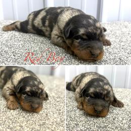 Red Boy - Harlequin male Beauceron puppy in Floyd’s Knobs, Indiana from Birdwing Beaucerons