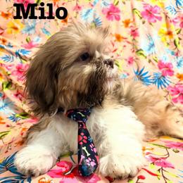 Milo - Liver and white male Shih Tzu puppy in Hemet, California from Aloha Shih Tzu