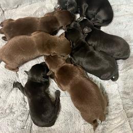 Boy 4 - Black male Labrador Retriever puppy in Jacksboro, Texas from J and D Retrievers