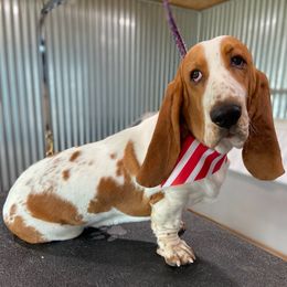 Toby - Basset Hound