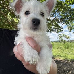 Boy 1 - White male West Highland White Terrier puppy in Cullman, Alabama from Twin Lake Westies