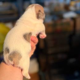 Pringle - Tricolors male French Bulldog puppy in Hopkins, Missouri from Mowry Creek Mini Aussiedoodles and More