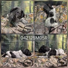 Boy 042125M05R - Black and white male German Shorthaired Pointer puppy in Moyie Springs, Idaho from Wier Farms GSP