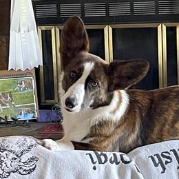 Kora - Cardigan Welsh Corgi