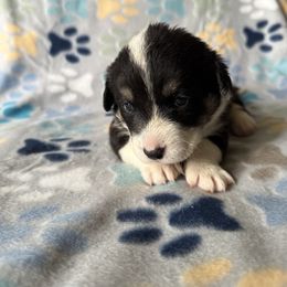 Zoey - Black and white female Cardigan Welsh Corgi puppy in Wekiwa Springs, Florida from It is Corgiland