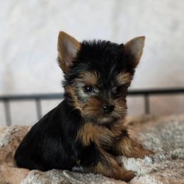 Molly - Black and gold female Yorkshire Terrier puppy in Luray, Tennessee from Little Angel Yorkies