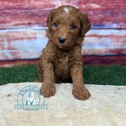 Grey boy - Red male Australian Labradoodle puppy in Waxahachie, Texas from Dallas Labradoodles