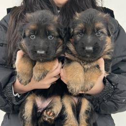Red Girl - Black and red female German Shepherd puppy in Humboldt, Iowa from Valiant Shepherds