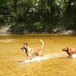 Rhodesian Ridgeback Puppies from Fawn Millette