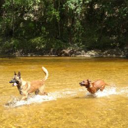 Rhodesian Ridgeback Puppies from Fawn Millette