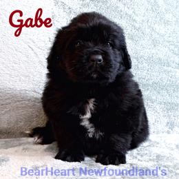 Gabe - Black male Newfoundland puppy in Cortez, Colorado from Bear Heart Newfoundlands, LLC