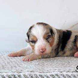 Spritz - Blue merle female Australian Shepherd puppy in Kearney, Nebraska from Helix Aussies