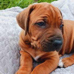 Rhodesian Ridgebacks from Country View Ridgebacks