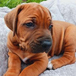 Rhodesian Ridgebacks from Country View Ridgebacks