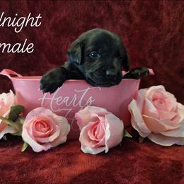 Midnight - Black female Labrador Retriever puppy in Bemidji, Minnesota from Northern Star Elite Quality Labrador Retrievers